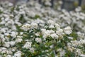 Bridal-wreath Spiraea x vanhouttei, a white flowering bush